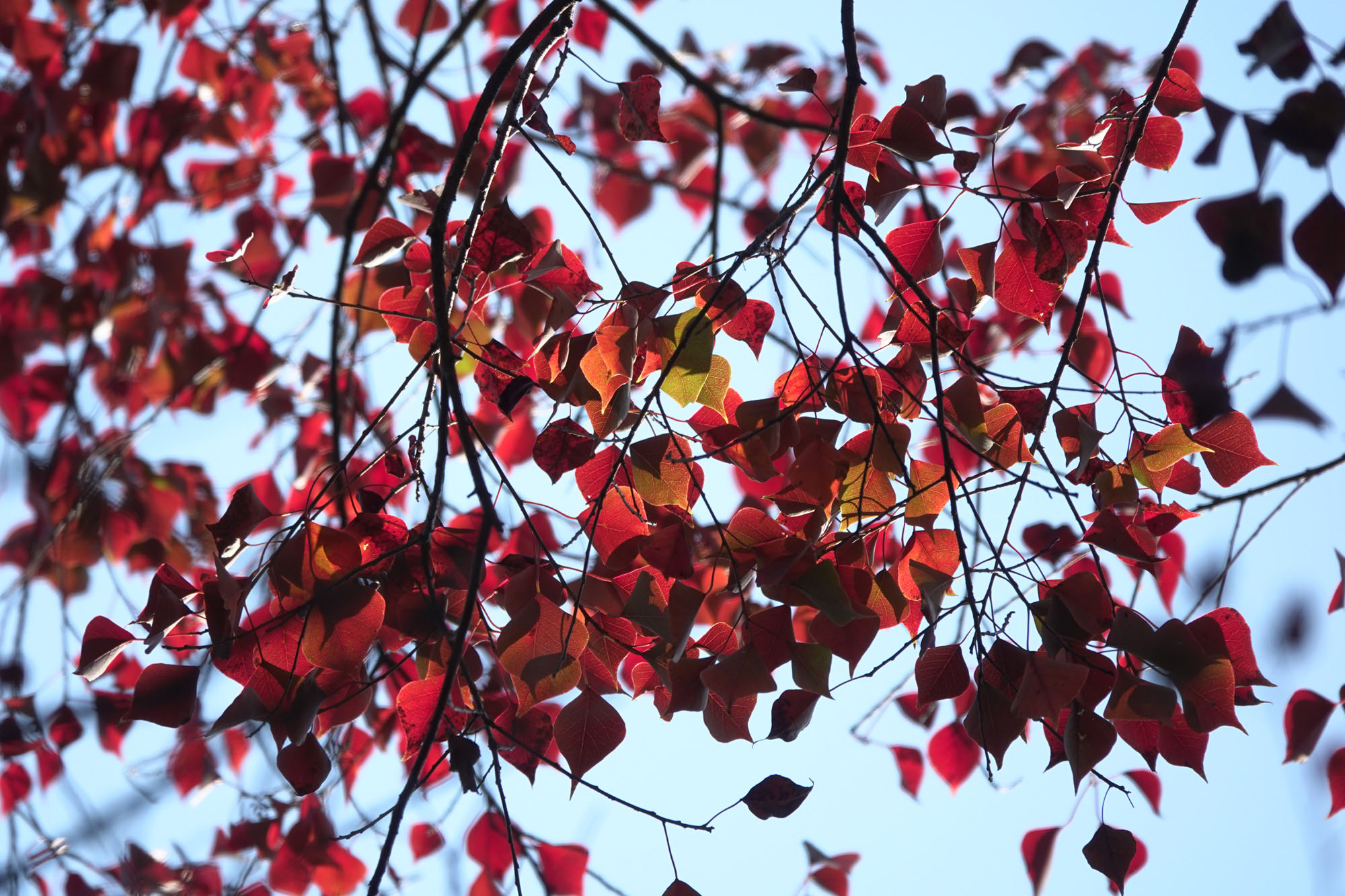 步入12月份，烏桕的葉子轉深紅色。（圖片來源：發展局）