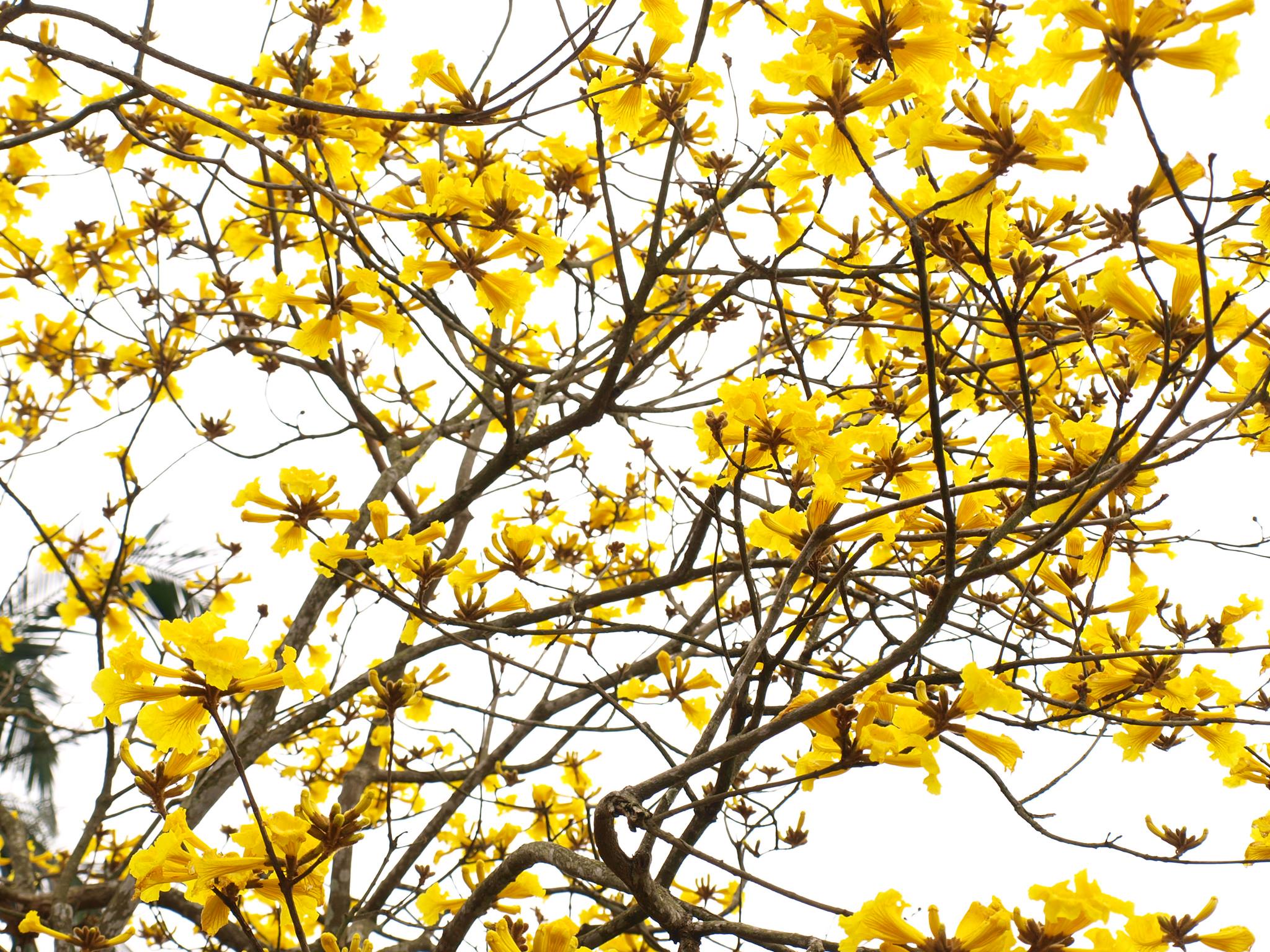 黃花風鈴木花期通常為每年的2至3月。  
