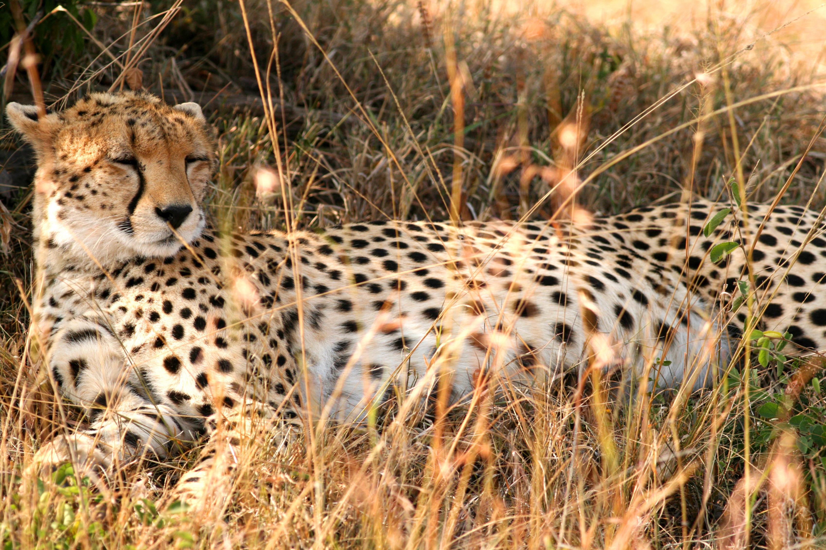 在肯亞的草原上，可窺探到獵豹的生活。（圖片來源：馬昀祺提供） 