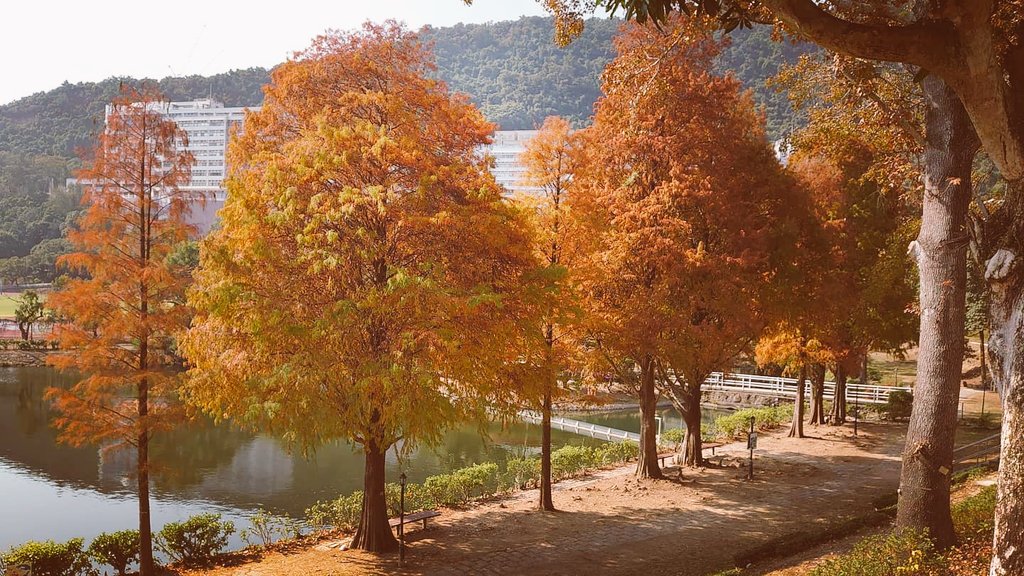 未圓湖湖邊一排排落羽杉及楓香樹，每年1至2月都會由黃轉紅。