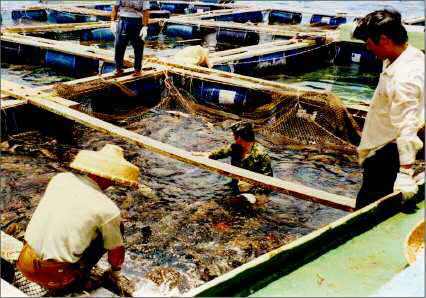 在塞舌爾群島活珊瑚魚養殖魚排上的香港漁民和當地漁工，活魚即將轉移至由香港遠駛塞舌爾的海鮮收購船，再運回香港集散，攝於1990年代末期。（圖片來源: SPC Live Reef Fish Information Bulletin #16 December 2006, p.5）