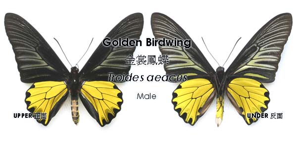雄性金裳鳳蝶的後翅沒有斑點。（圖片來源：香港鱗翅目學會）