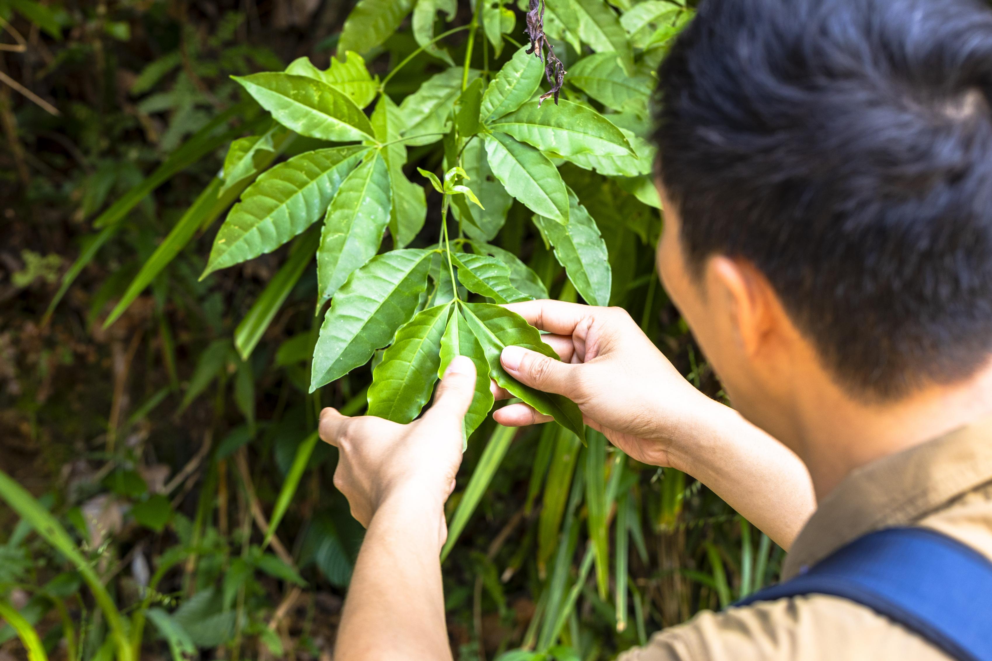 馬昀祺對大埔滘的植物非常熟悉，圖為三椏苦，是用來製作涼茶「廿四味」的材料。