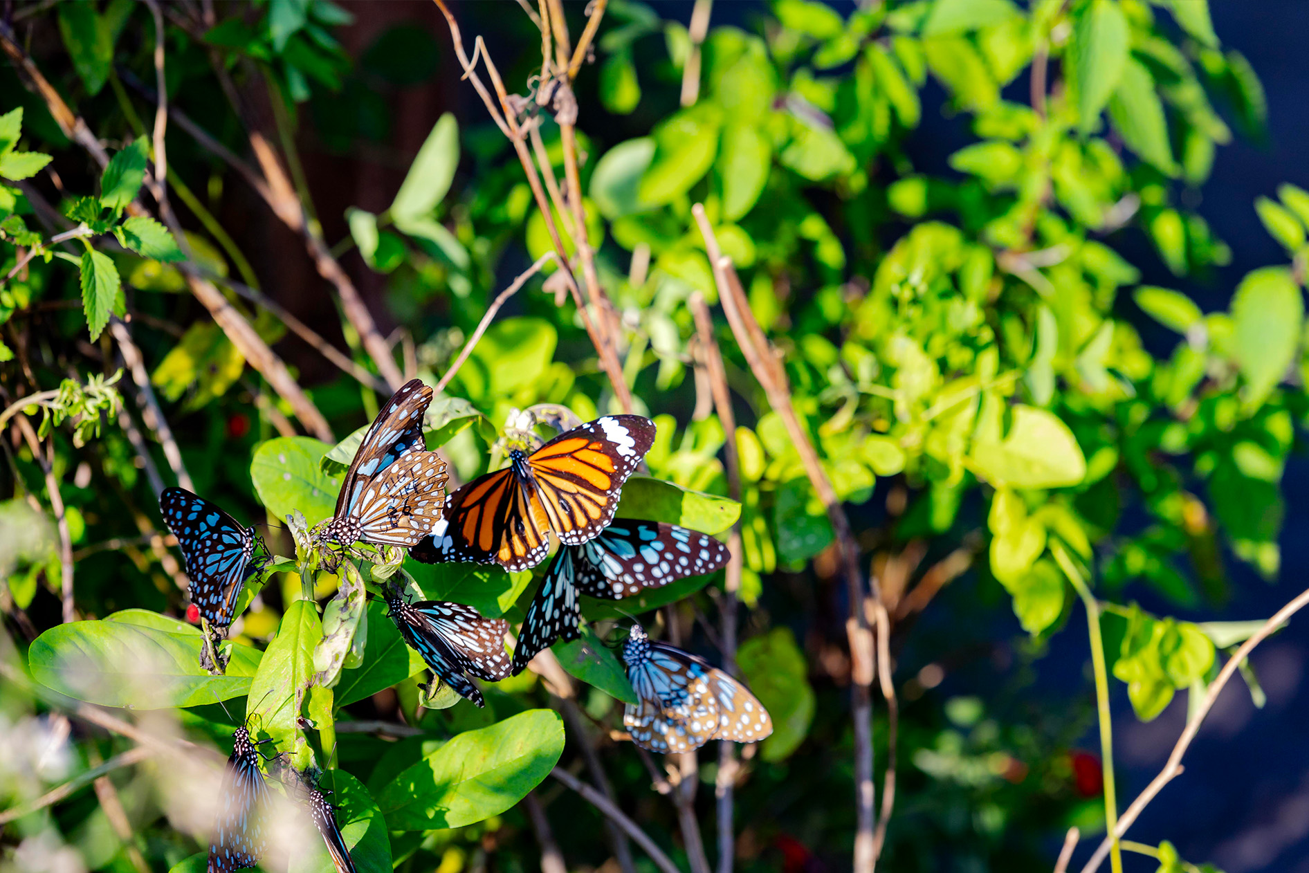 鳳園有多達230種的蝴蝶品種，佔全港品種九成。