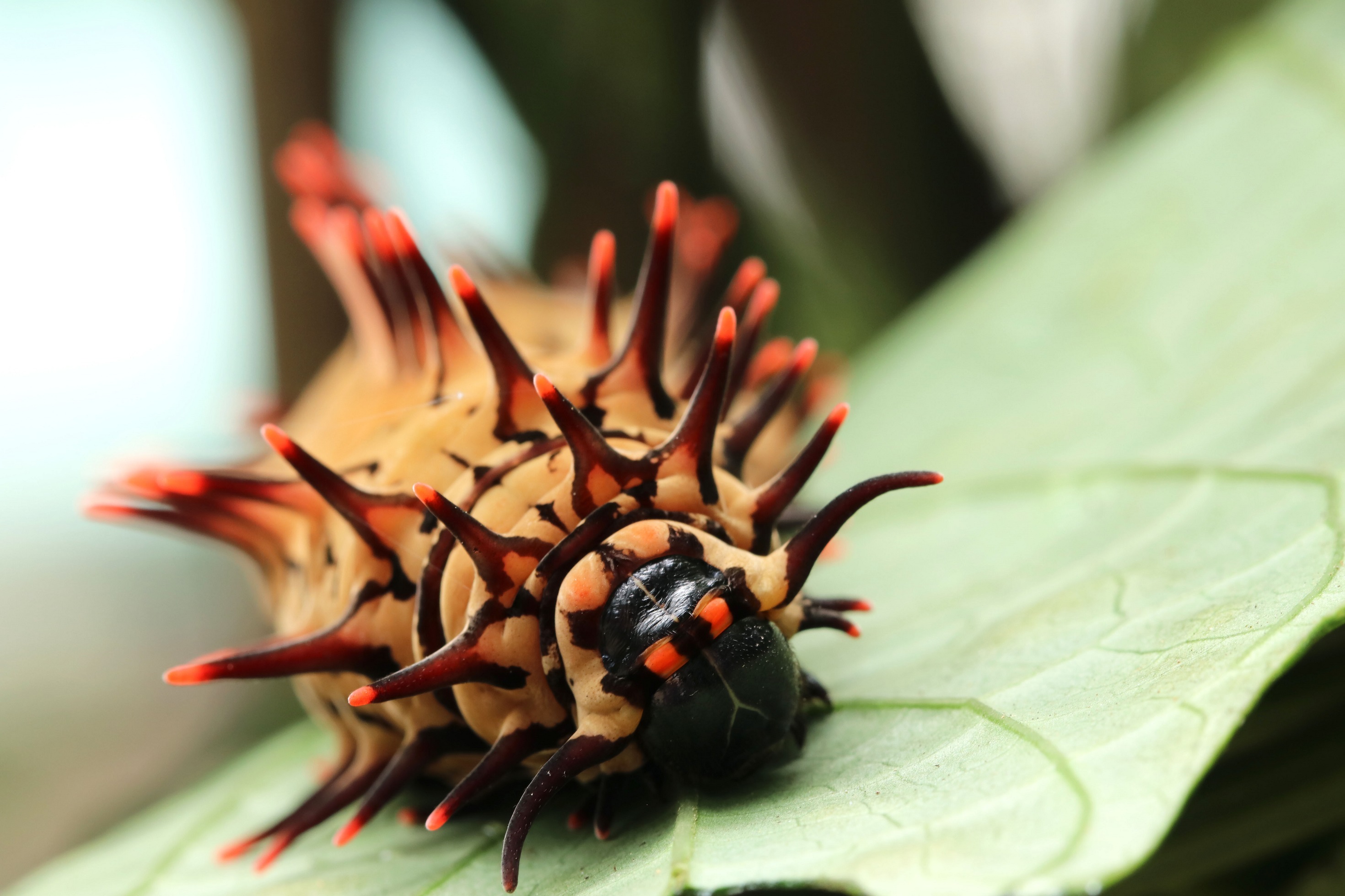 金裳鳳蝶的毛蟲體型同樣偌大，身上長着亮橙色和黑色鬃毛，向捕食者發出有毒性的訊號。（圖片來源：嘉道理農場暨植物園）