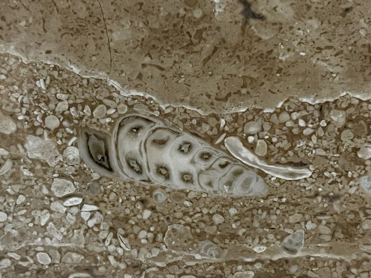 在港鐵沙田站的雲石磚牆上，可找到腹足類化石，亦即是螺，此為內部結構螺旋狀的切面。