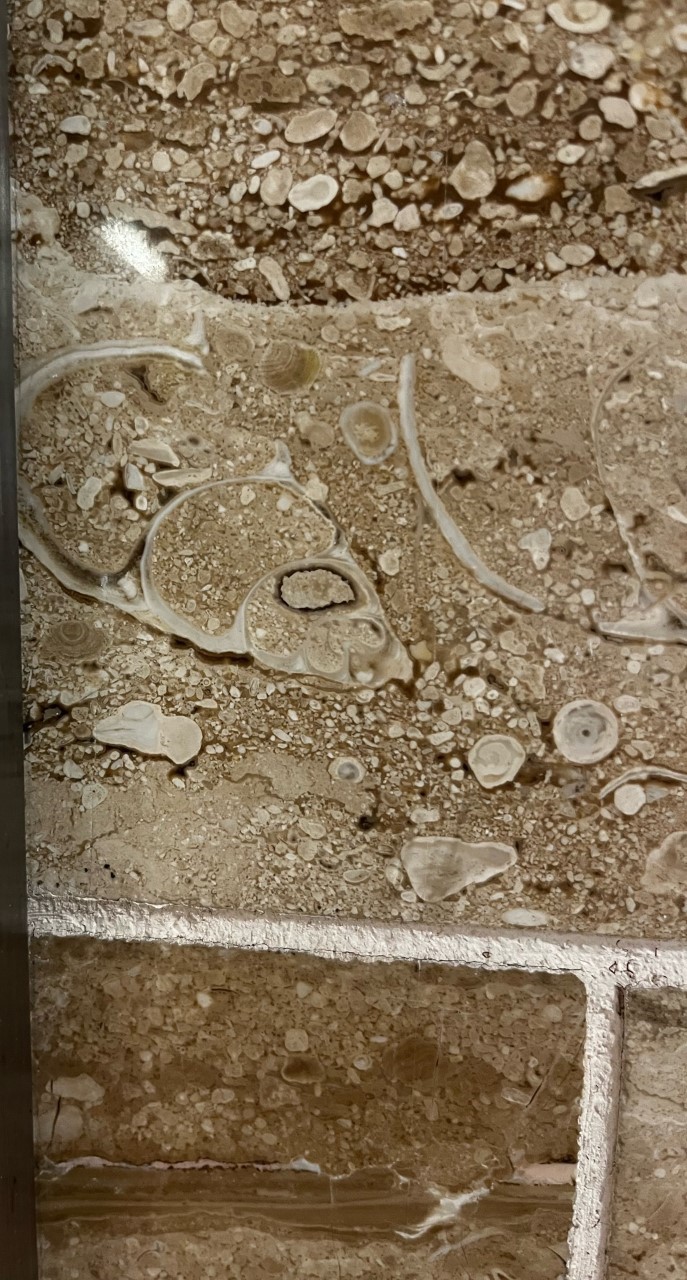 這是港鐵沙田站暫時發現到最大型的腹足類化石。