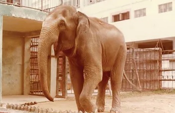 荔園最受歡迎的動物可謂緬甸大象「天奴」。（圖片來源：荔園網站）