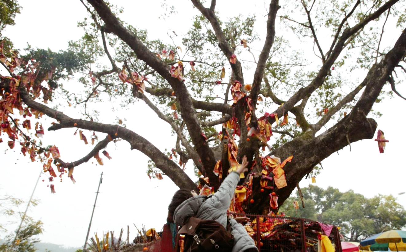 香港特色新年習俗  林村許願樹擲寶牒