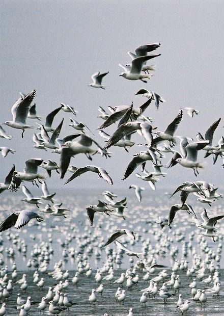 為何鳥類要遷徙？迷鳥是什麼？初秋觀賞候鳥最佳季節