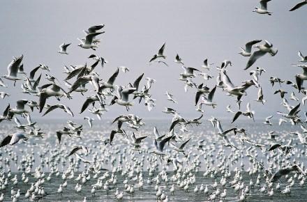 為何鳥類要遷徙？迷鳥是什麼？初秋觀賞候鳥最佳季節